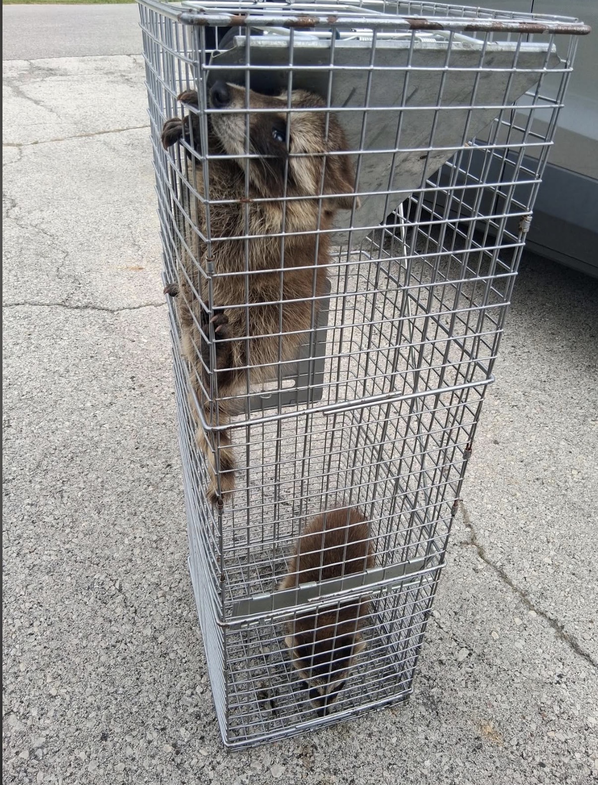 Raccoon removed from residential property