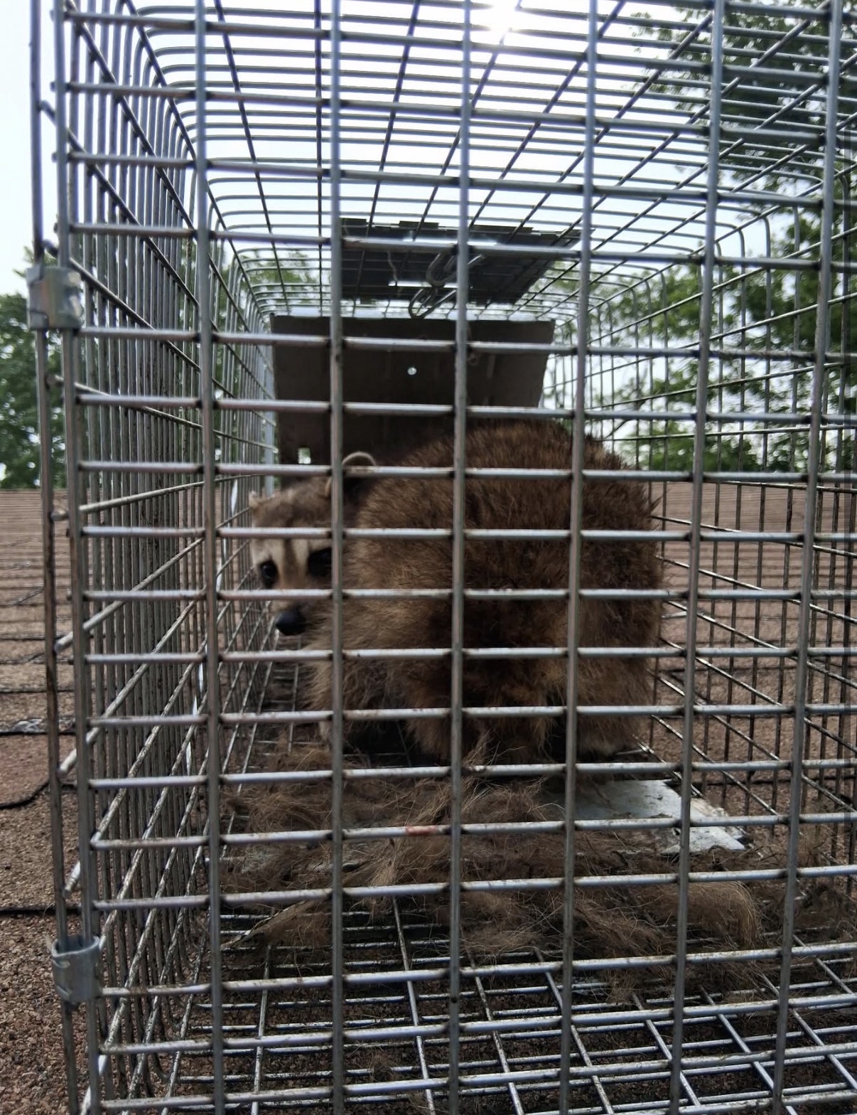 Raccoon removal from roof