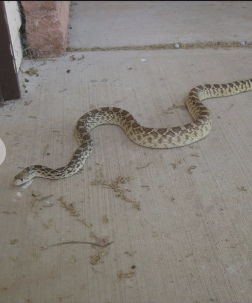 Snake removal from property